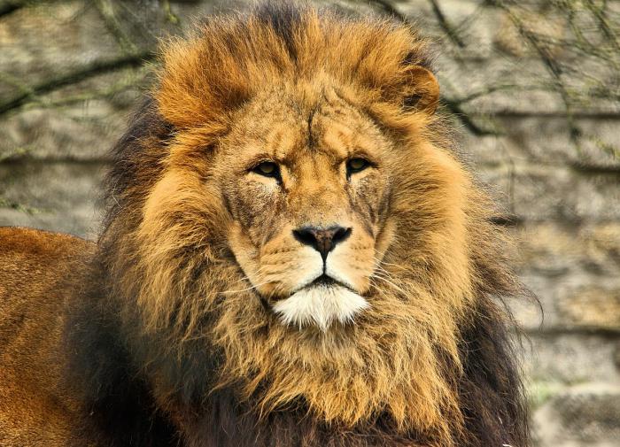 Lions attack and kill woman in Crimea safari park