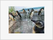 Antarctic penguins invade sunny beaches of Brazil
