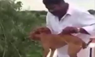 Man throws dog off roof for experiment. Video