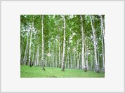 Mutant forests to be planted in Russia