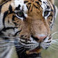 Tigers stand on the brink of extinction