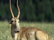 Saiga antelope joins the critically endangered status