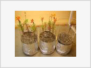 Flowers to be planted on the Moon