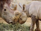 Save the rhinos!
