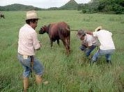 Venezuela's agricultural gains under President Chávez