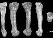 Human foot bone misidentified as Lucy's