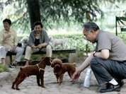 Shanghai establishes one dog only policy
