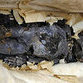 Forty-year-old mummy of little baby uncovered in apartment during remodeling