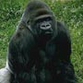 Four gorillas to move from South Africa to Cameroon