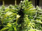Colombia regulates legal use of marijuana