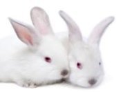 India: First Asian country to ban cosmetics testing on animals