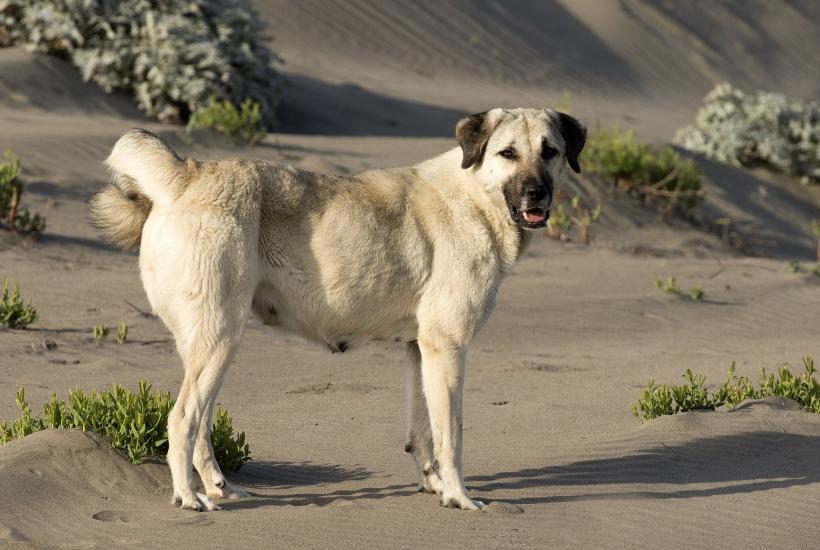 Dog Breeds With Bite Forces Stronger Than a Lion