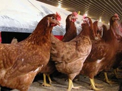 Bird flu: No time for complacency
