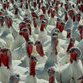 A turkey's hell for 'thank you'