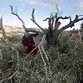 Israel eradicates Palestinian olive and almond trees
