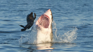 Great white shark hunting for seal