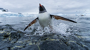 Penguins can fly