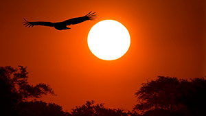 Stunning silhouettes of Africa