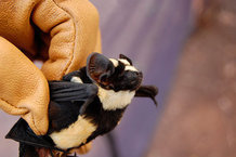 Panda-looking bat found in South Sudan