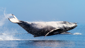 Humpback whales flying