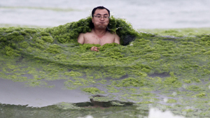 Seaweed invasion in China