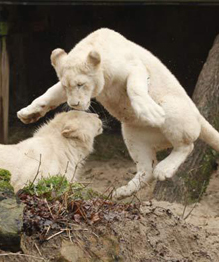 White lion, a miracle of nature