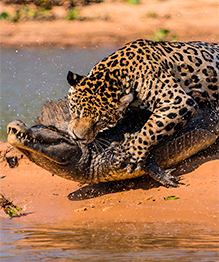 War of predators: Jaguar vs. Caiman