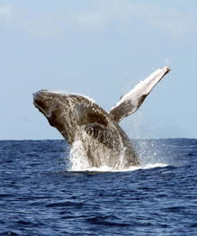 Humpback whale: Acrobatic animal