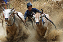 Pacu Jawi, or Cow Race