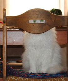Ghost cats that no one can see