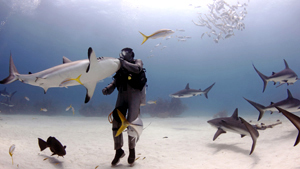 Biologist puts 50 sharks in a trance