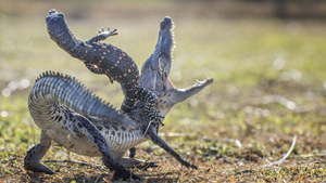 A lizard and a croc in a fierce fight