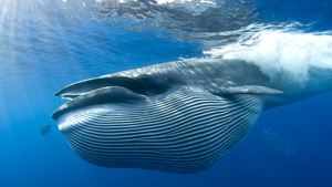 Bryde's Whale feasting on sardines